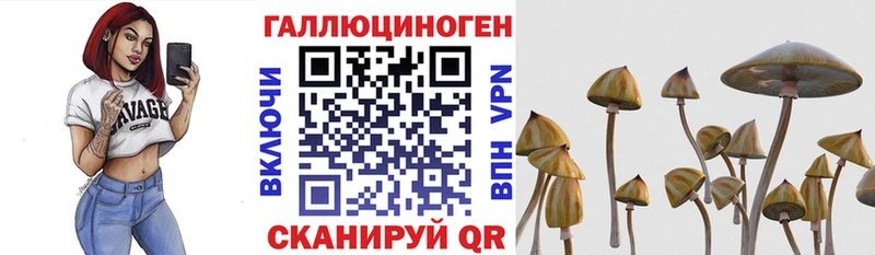 закладка  Староминская  ссылка на мегу маркетплейс  Псилоцибиновые грибы GOLDEN TEACHER 